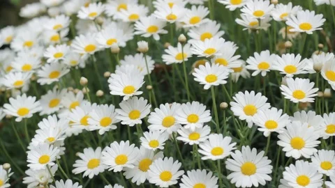 Chamomile plants Stock Footage 74801727