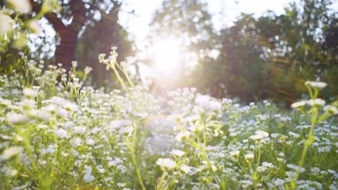 Chamomile polo is surrounded by green trees under the bright rays of the sun. Stock Footage 253393292