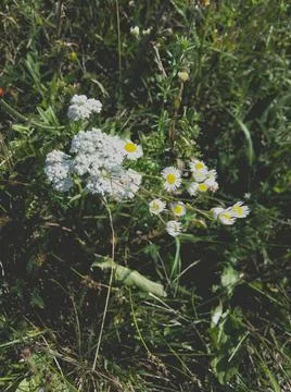 Chamomile-Pond5 Stock Photos