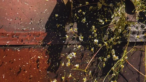 Chamomile pours on a pile Stock Footage 94247890