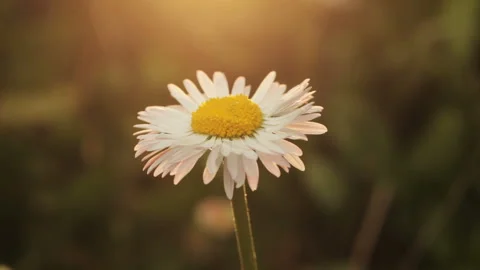 Chamomile in the rain Stock-Footage 98836767