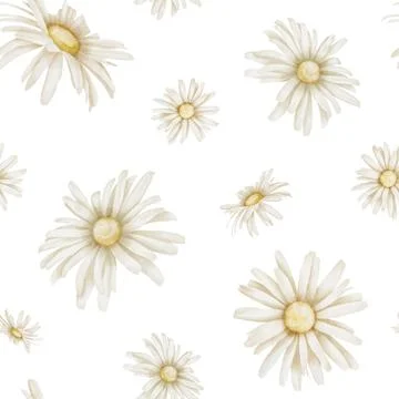 Chamomile seamless Pattern. Hand drawn watercolor ornament with Daisy Flowers on Stock Illustration
