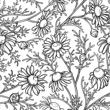 Chamomile seamless pattern Stock Illustration
