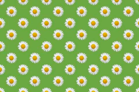 Chamomile seamless pattern isolated on green background Stock Illustration