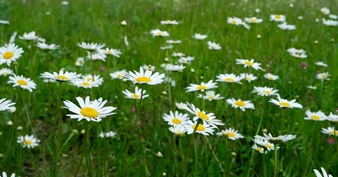 Chamomile slowly swaying in the wind. Stock Footage 77382926