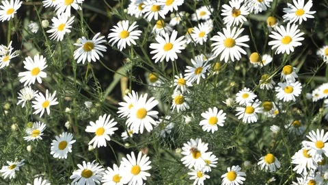 Chamomile of slowmotion Stock Footage 95418380