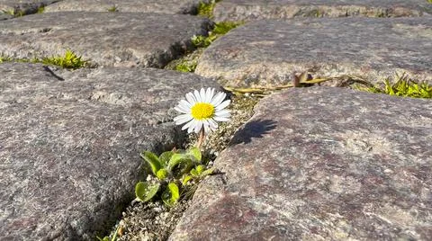Chamomile sprouted between stone slabs of paving stones Stock Photos