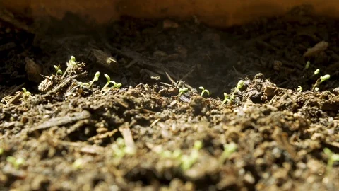 Chamomile Sprouts 3 Stock Footage 128472431
