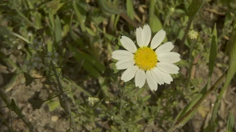 Chamomile In The Strong Wind Stock Footage 55203608