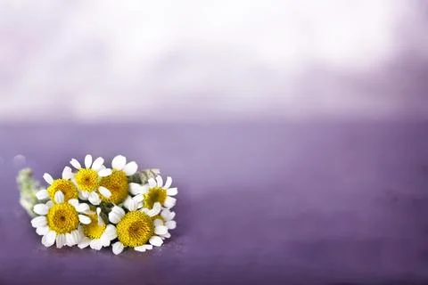 Chamomile in studio Stock Photos