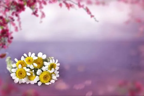 Chamomile in studio Stock Photos