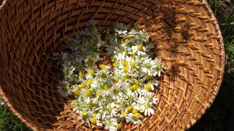Chamomile in the summer basket Stock Footage 239592867