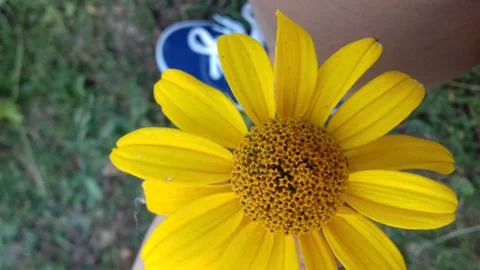 Chamomile, summer flower Stock-Fotos