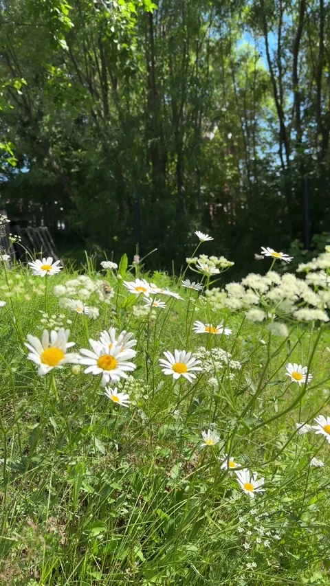 Chamomile on a summer meadow nature panoramic landscape. Sunlight field of daisy Stock-Footage 282572246