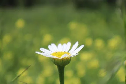 Chamomile in summer Stock Photos