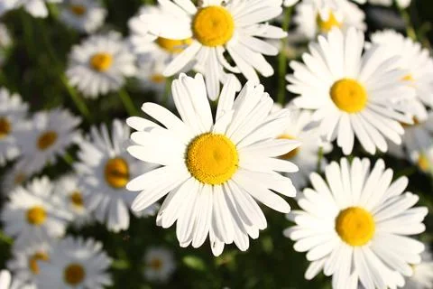 Chamomile in the sun Stock Photos