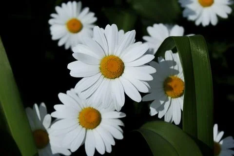  chamomile in the sun Stock Photos