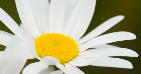 Chamomile in the Sunlight 4K Stock Footage 112620667