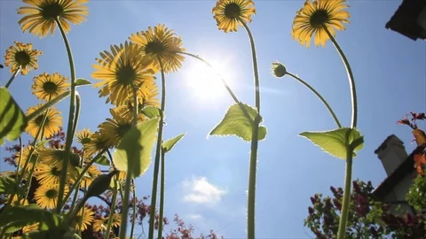 Chamomile in sunny day Stock Footage 72981457