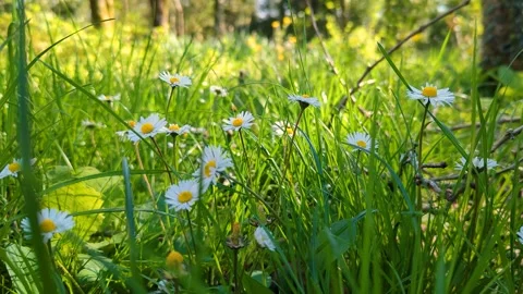 Chamomile in the sunny forest Stock Footage 242033784
