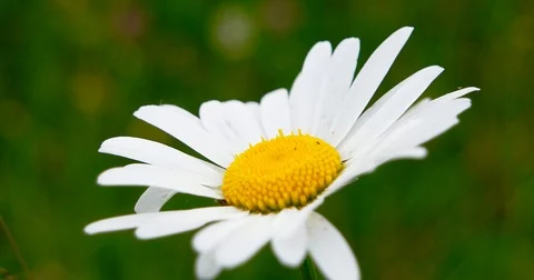 Chamomile swaying in the wind. Stock Footage 77382914