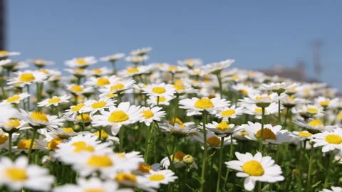 Chamomile swaying in the wind Stock Footage 319907331