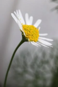 Chamomile texture macro closeup. Green leaf texture. Nature floral backgrou.. Stock Photos