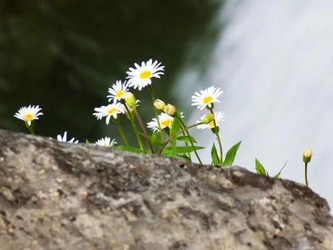 Chamomile on top of the waterfall Stock Photos