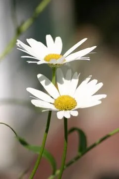Chamomile twins Stock Photos