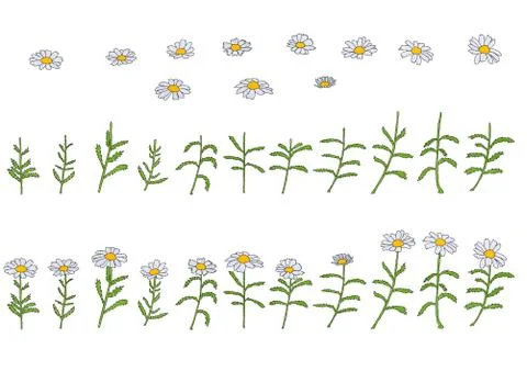 Chamomile in various variations. Illustration for design on a white backgroun Stock Illustration