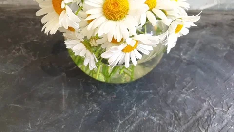 Chamomile vase on concrete background Video stock 109341118