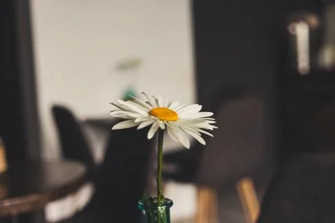 Chamomile in a vase is on the table Stock Photos
