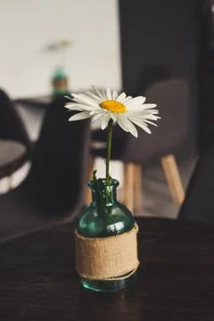 Chamomile in a vase is on the table Stock Photos