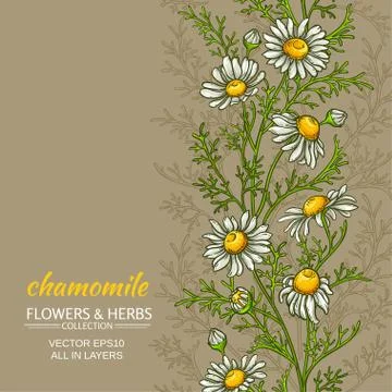 Chamomile vector background Stock Illustration