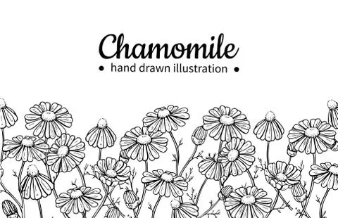 Chamomile vector drawing frame. Isolated daisy wild flower and leaves. Herb.. Stock Illustration