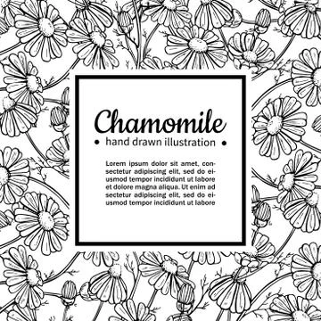 Chamomile vector drawing frame. Isolated daisy wild flower and leaves. Herb.. Stock Illustration