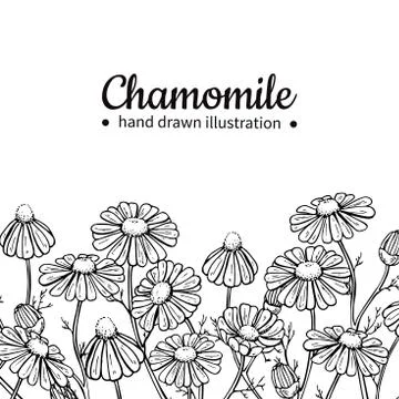 Chamomile vector drawing frame. Isolated daisy wild flower and leaves. Herb.. Stock Illustration