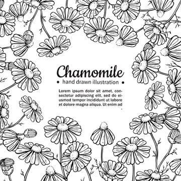 Chamomile vector drawing frame. Isolated daisy wild flower and leaves. Herb.. Stock Illustration