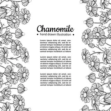 Chamomile vector drawing frame. Isolated daisy wild flower and leaves. Herb.. Stock Illustration