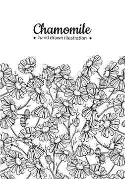 Chamomile vector drawing frame. Isolated daisy wild flower and leaves. Herb.. Stock Illustration