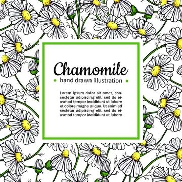 Chamomile vector drawing frame. Isolated daisy wild flower and leaves. Herb.. Stock Illustration