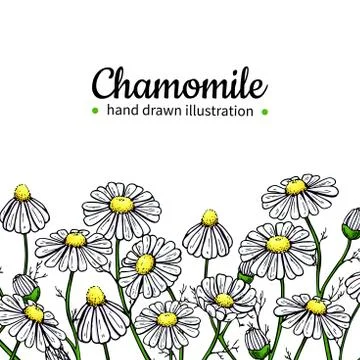 Chamomile vector drawing frame. Isolated daisy wild flower and leaves. Herb.. Stock Illustration