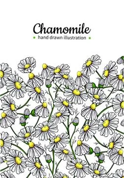 Chamomile vector drawing frame. Isolated daisy wild flower and leaves. Herb.. Stock Illustration
