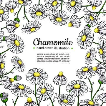 Chamomile vector drawing frame. Isolated daisy wild flower and leaves. Herb.. Stock Illustration