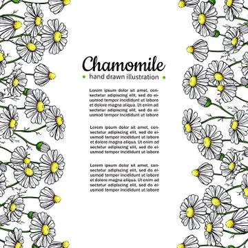Chamomile vector drawing frame. Isolated daisy wild flower and leaves. Herb.. Stock Illustration