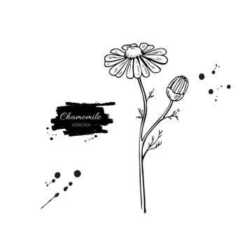 Chamomile vector drawing set. Isolated daisy wild flower and leaves. Herbal.. Stock Illustration