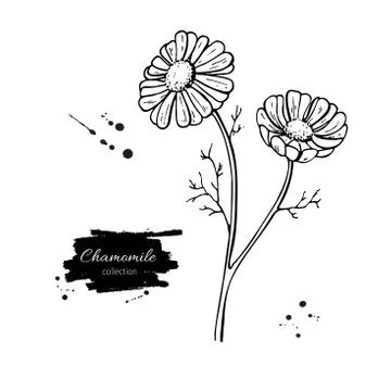 Chamomile vector drawing set. Isolated daisy wild flower and leaves. Herbal.. Stock Illustration