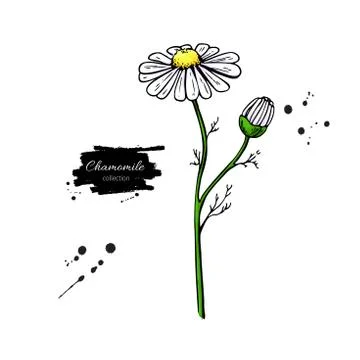 Chamomile vector drawing set. Isolated daisy wild flower and leaves. Herbal.. Stock Illustration