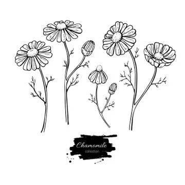 Chamomile vector drawing set. Isolated daisy wild flower and leaves. Herbal.. Stock Illustration
