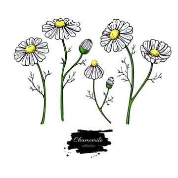 Chamomile vector drawing set. Isolated daisy wild flower and leaves. Herbal.. Stock Illustration